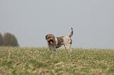 LAGOTTO 088